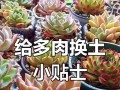 多肉植物用土的选择与养护技巧（培养多肉植物健康成长的土壤选择与养护经验分享）