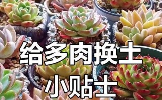 多肉植物用土的选择与养护技巧（培养多肉植物健康成长的土壤选择与养护经验分享）
