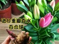 水培百合种球保存与种植技巧（如何存储、保养和种植百合种球）