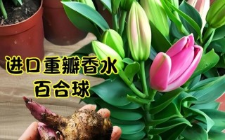 水培百合种球保存与种植技巧（如何存储、保养和种植百合种球）