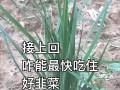 生吃韭菜的好处（探索生吃韭菜的益处及食用方式）