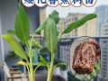 盆栽芭蕉的种植与护理（打造室内绿色角落，以盆栽芭蕉增添生活美感）