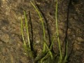 青苔是藻类植物吗？（探究青苔的分类归属及特点）