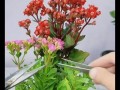 长寿花开花秘籍，轻松打造绚丽花海（探秘长寿花开花技巧，让花朵更美、更长久）
