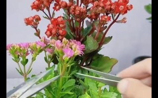 长寿花开花秘籍，轻松打造绚丽花海（探秘长寿花开花技巧，让花朵更美、更长久）