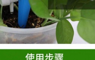 快速生根粉浇花使用方法详解（科学浇水，让花草根系更稳固）