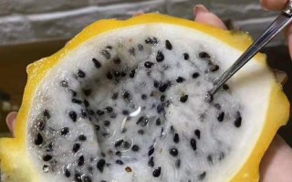 探寻火龙果的故乡（全球特产汇聚，火龙果的秘密之旅）