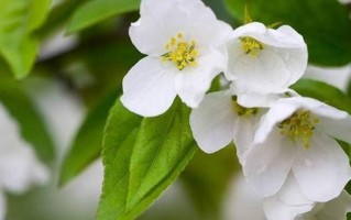 海棠的花语与文化意义（探究海棠花的花语及其文化内涵）