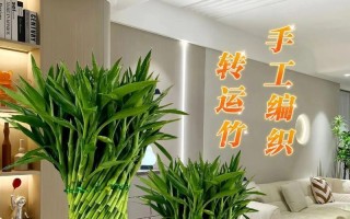 家里室内养竹子，好不好？——让竹子点缀你的家居生活