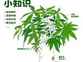 冬季如何保护水培发财树（冬天水培发财树养护指南）