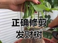 《四季发财树的正确剪枝方法》（轻松掌握四季发财树的修剪技巧）