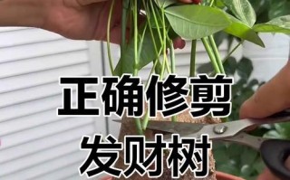 《四季发财树的正确剪枝方法》（轻松掌握四季发财树的修剪技巧）