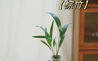 棕竹叶子发黄的原因及处理方法（了解棕竹叶子发黄的原因并采取适当措施加以修复）