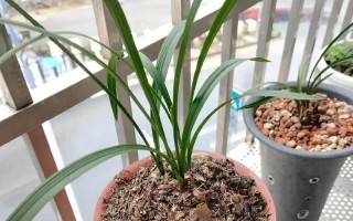 揭秘兰花不开花的秘密（从春兰开始，探究兰花开花之道）
