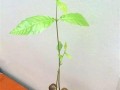 如何种植摇钱树种子（快速实现财富增长的方法与技巧）