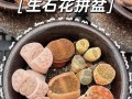 如何判断生石花能否开花（探秘生石花开花的关键因素及判断方法）