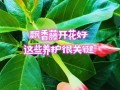 万里飘香藤怎么养才能开花（打造花海盛宴，关键在于养护细节）
