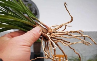 掌握正确时间，让兰花栽种更成功（最佳栽种时间及移栽建议）