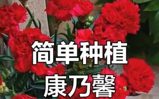 康乃馨种植指南（简单操作，打造美丽花园）