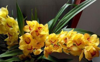 玉兰花不开花的原因（常见的玉兰花不开花原因及解决方法）