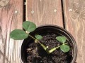 格桑花苗能否移栽？（移栽格桑花苗的注意事项）