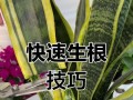 如何防治虎皮兰根腐烂（教你有效地护理虎皮兰，远离根腐烂困扰）