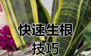 如何防治虎皮兰根腐烂（教你有效地护理虎皮兰，远离根腐烂困扰）