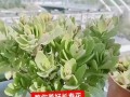 长寿花肥大养护秘籍（打造壮观长寿花，从根部养开始）