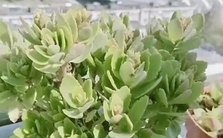 长寿花肥大养护秘籍（打造壮观长寿花，从根部养开始）