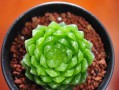 草玉露的种植与养护技巧（掌握关键步骤，打造优质茶叶）
