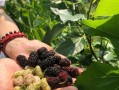 探秘桑葚采摘季节（桑葚成熟期、采摘时间、注意事项）