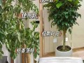 如何补救幸福树水枯萎问题（关注水质、提供充足的水量和日常维护是幸福树健康生长的关键）