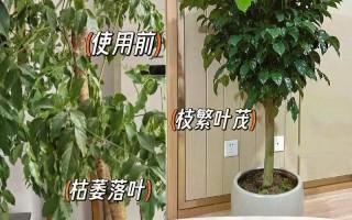 如何补救幸福树水枯萎问题（关注水质、提供充足的水量和日常维护是幸福树健康生长的关键）