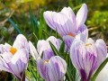 花语坚强（用花语讲述坚韧与力量）