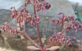 如何正确养护宽叶落地生根植物（宽叶落地生根的养护技巧与注意事项）