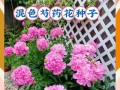 芍药开花周期解析（探究芍药花期及花朵生长规律）