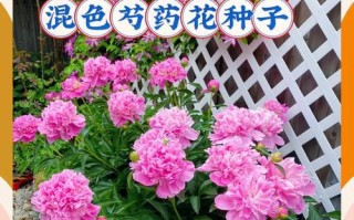 芍药开花周期解析（探究芍药花期及花朵生长规律）