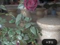 黑美人（揭开黑美人独特魅力的秘密，拥抱多元美的时代）