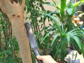 怎样救治发财树叶子发白？（快速解决发财树叶子发白的方法）