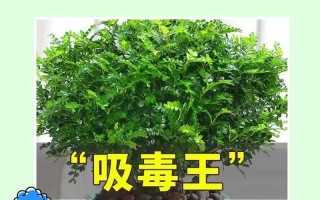 以花吸甲醛，拥抱清新空气的美妙（花儿吸走室内甲醛，打造健康环境）