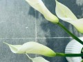 马蹄莲坏根的处理方法（保护花园中的马蹄莲健康成长）