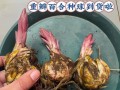 探秘百合球茎的种植技巧（以出芽的百合球茎为例，教你如何成功种植）