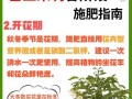 茶叶花施肥技巧——让你的茶叶花茁壮成长（掌握正确的施肥方法，助力茶叶花健康成长）