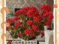 长寿花生病了怎么办？挽救长寿花生健康的方法（关注长寿花生健康，让其绽放更多美丽）