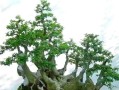 白蜡盆栽的养护全攻略（打造绿色生活的首选植物，白蜡盆栽养护技巧大揭秘）