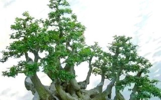 白蜡盆栽的养护全攻略（打造绿色生活的首选植物，白蜡盆栽养护技巧大揭秘）
