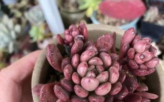 多肉植物会不会在冬天冻死？（如何保护你的多肉植物避免冬季冻害）