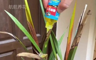 兰草花的浇水方法（为您详细介绍如何浇适宜的水量给兰草花）