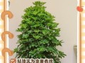 白色虫子在鸭掌木上的特征和影响（探索鸭掌木上白色虫子的起源与生态系统变化）