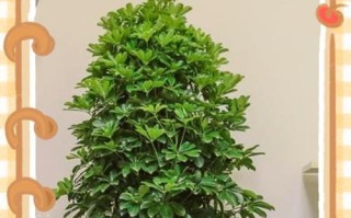 白色虫子在鸭掌木上的特征和影响（探索鸭掌木上白色虫子的起源与生态系统变化）